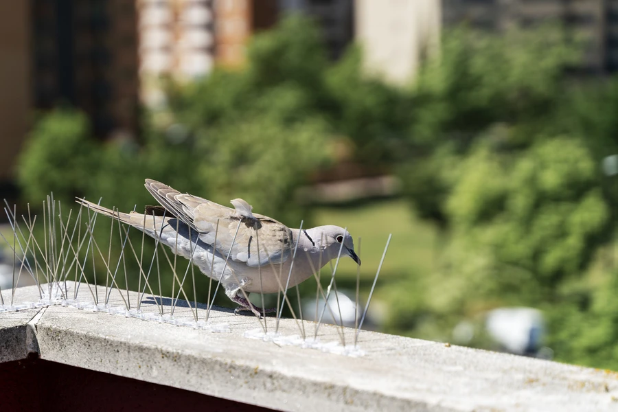 Bird Control Bird Control