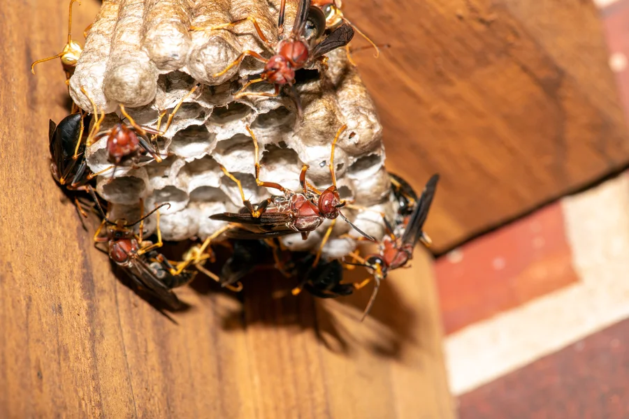Pest Management Pest Management