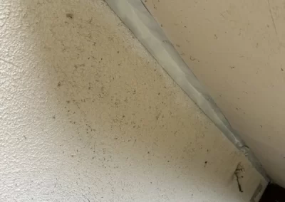 Professional Animal Control