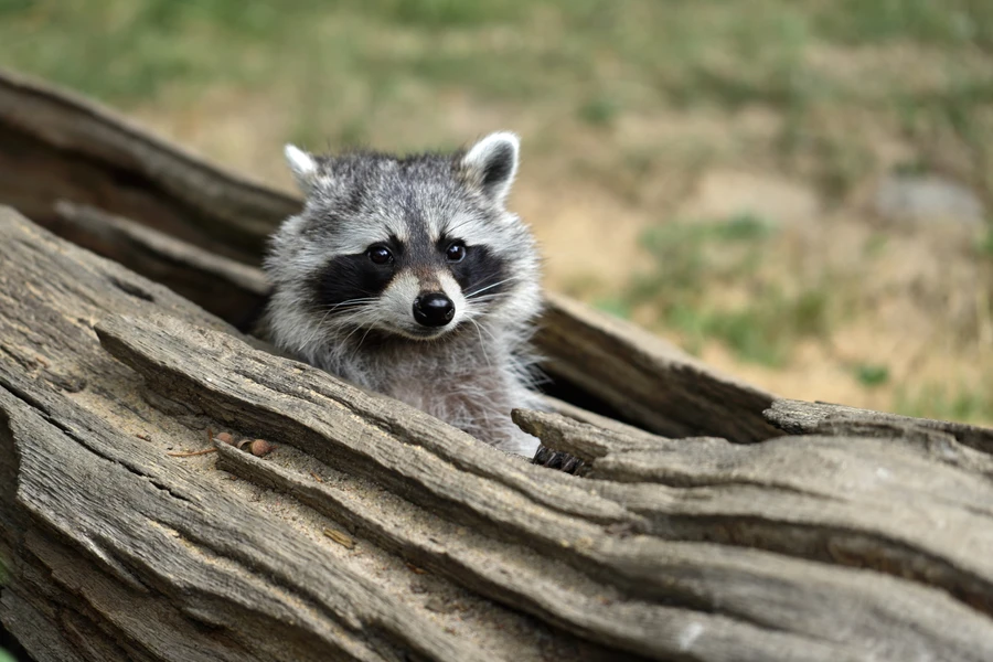 Professional Wildlife Control in Powder Springs, GA