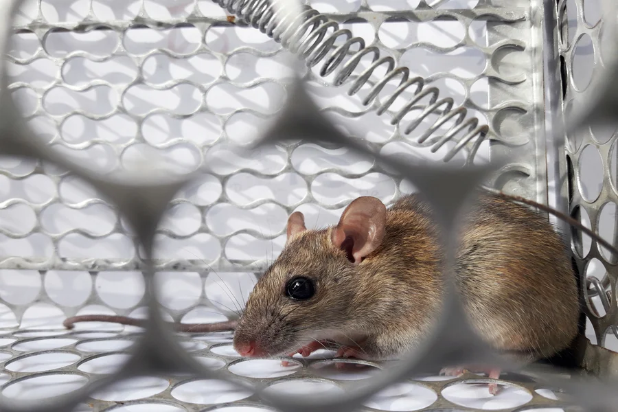 Rat Removal Rat Removal