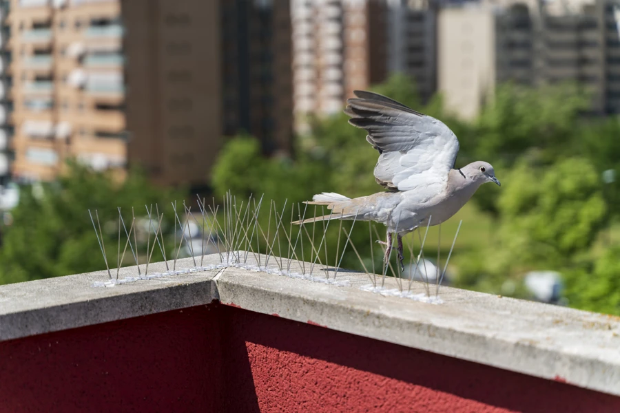 Reliable Bird Control in Powder Springs, GA