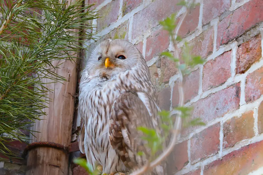 Professional Bird Control in Powder Springs, GA