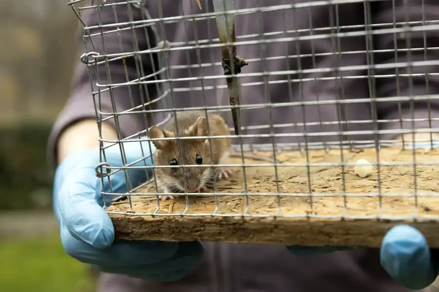 Common Signs You Need Professional Rat Removal Services in Powder Springs, GA