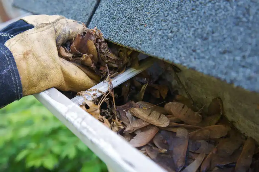 Effective Bird Control Methods for Commercial Properties in Powder Springs, GA