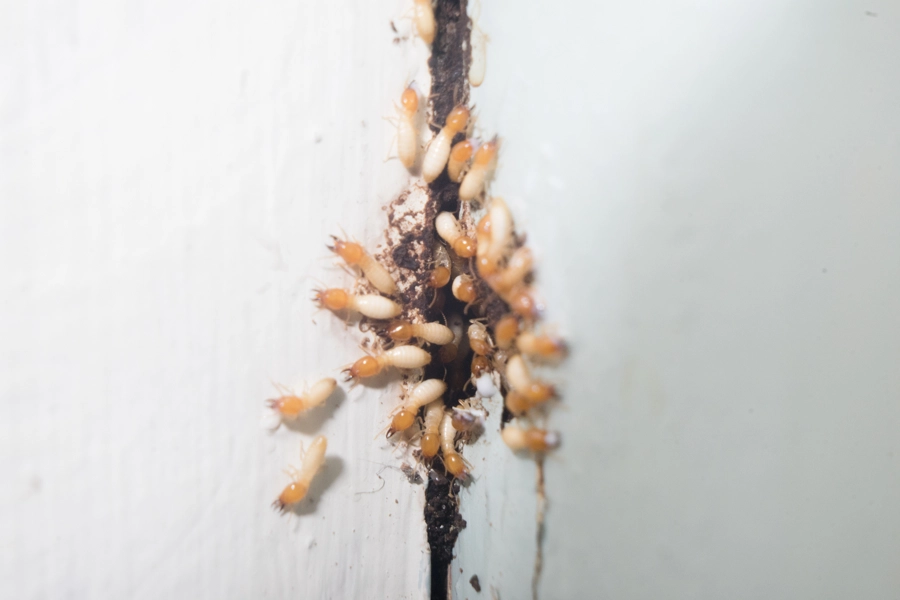 Affordable Pest Management Powder Springs, GA