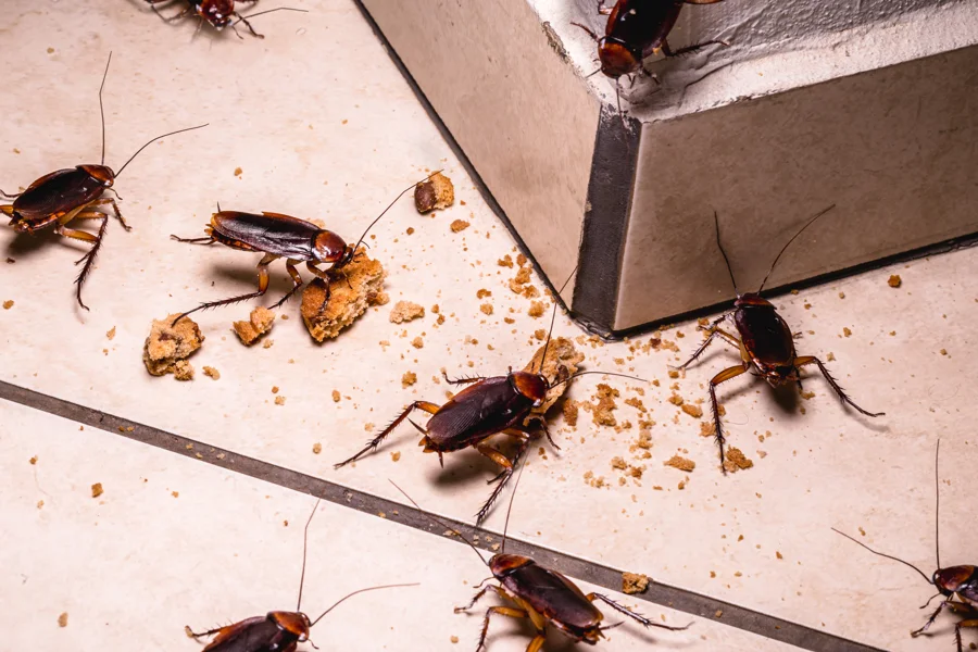 Professional Pest Management in Powder Springs, GA