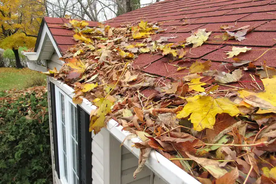 Understanding the Importance of Bird Control in Urban Areas Powder Springs, GA