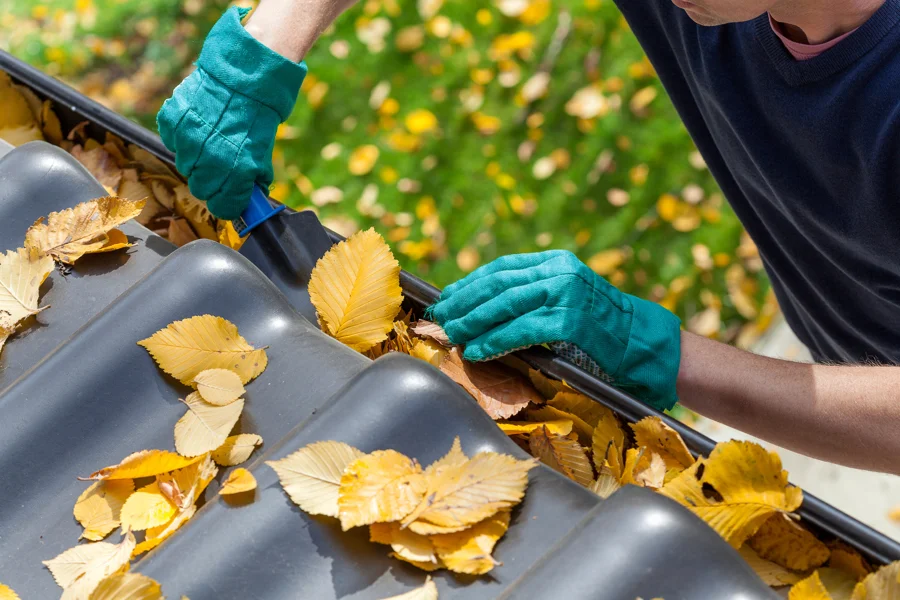 Understanding the Importance of Bird Control in Urban Areas in Powder Springs, GA