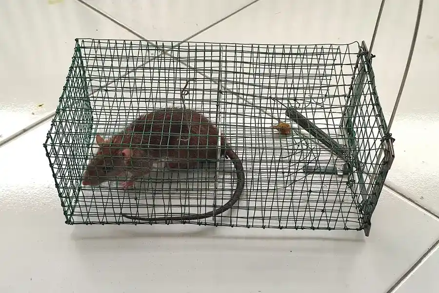 Understanding the Risks of Delaying Rat Removal in Powder Springs, GA